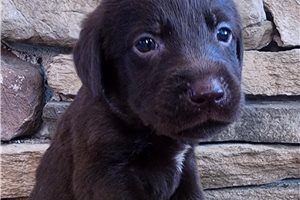 Olive - Labrador Retriever for sale