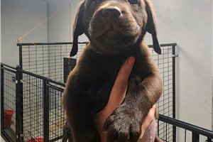 Turkey - Labrador Retriever for sale