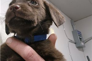 Tato - Labrador Retriever for sale