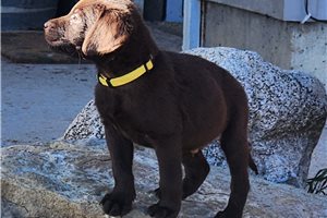 Hammy - Labrador Retriever for sale