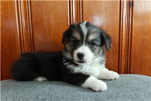 Copper - puppy for sale