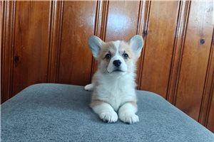 Grace - Corgi, Pembroke Welsh for sale