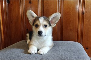 Milo - Pembroke Welsh Corgi for sale