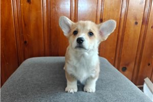 Vanilla - Corgi, Pembroke Welsh for sale