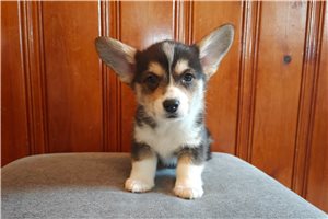 Benji - puppy for sale