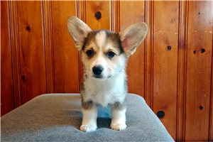 Milo - Pembroke Welsh Corgi for sale