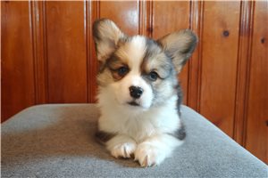 Finn - Corgi, Pembroke Welsh for sale