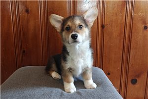 Shadow - Corgi, Pembroke Welsh for sale