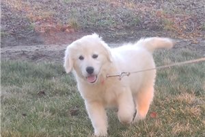 Kevin - English Golden Retriever for sale