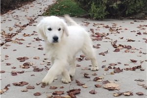 Precilla - puppy for sale