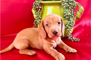 Hugo - Dachshund, Mini for sale