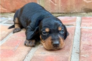 Hazel - puppy for sale