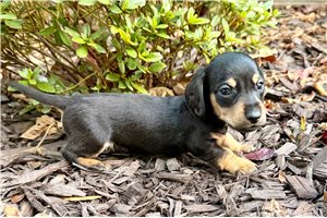 Pavlov - Mini Dachshund for sale