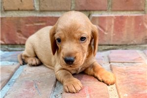 Heidi - puppy for sale