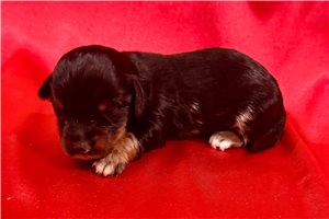 Herbie - puppy for sale