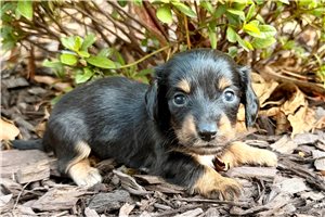 Herbie - Dachshund, Mini for sale
