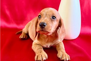 Heidi - Dachshund, Mini for sale