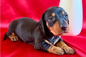 Hazel - Dachshund, Mini for sale