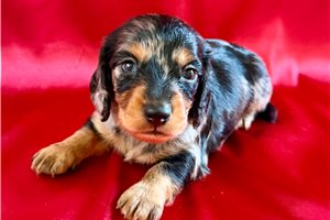 Hickory - Dachshund, Mini for sale