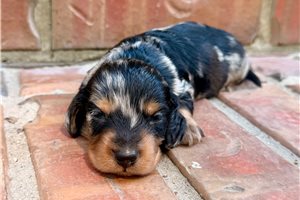Hickory - Mini Dachshund for sale