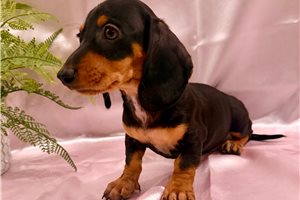 Hazel - Dachshund, Mini for sale