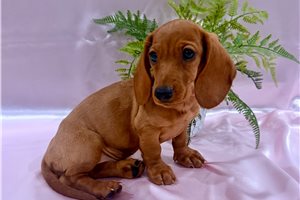 Heidi - Dachshund, Mini for sale