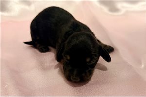 Henna - Mini Dachshund for sale