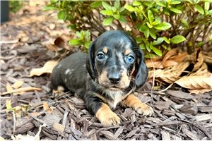 Paxton - Mini Dachshund for sale