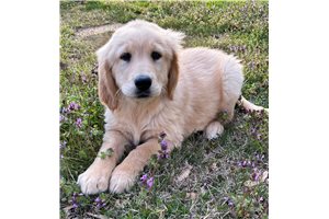 Elizabella - Golden Retriever for sale