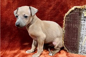 Atom - Italian Greyhound for sale