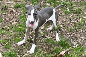 Sully - Italian Greyhound for sale