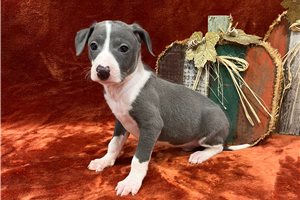 Aston - puppy for sale