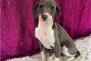 Stella - Italian Greyhound for sale