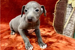 Asher - puppy for sale