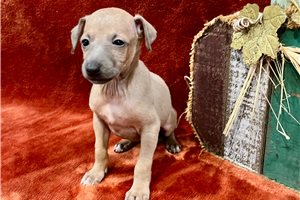 Astro - Italian Greyhound for sale