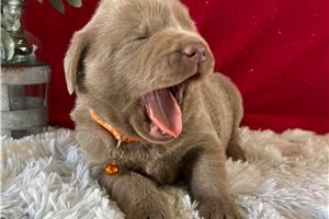 Kenzie - Labrador Retriever for sale