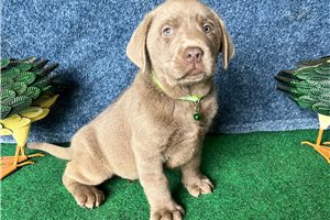 Bennett - Labrador Retriever for sale