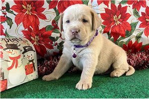 Kelsey - Labrador Retriever for sale