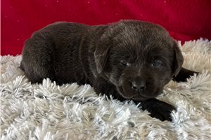 Kelly - Labrador Retriever for sale