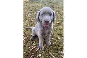 Jacinda - Labrador Retriever for sale