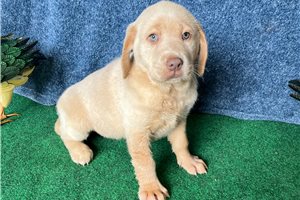 Blaire - puppy for sale
