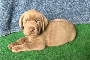 Baxter - Labrador Retriever for sale