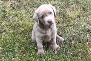 Kenzie - Labrador Retriever for sale