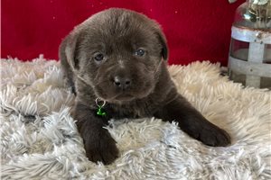 Kara - Labrador Retriever for sale
