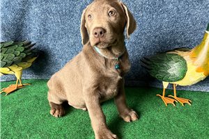 Koen - Labrador Retriever for sale