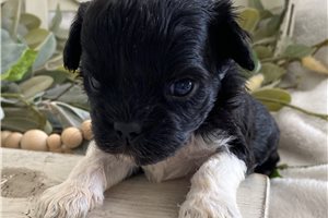 Gemini - puppy for sale
