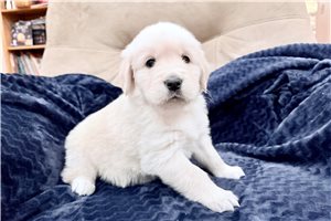 Vance - puppy for sale