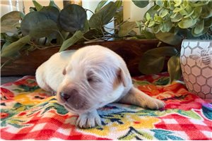 Pepito - English Golden Retriever for sale