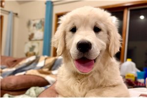 Violet - English Golden Retriever for sale