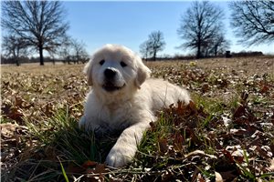 Violet - English Golden Retriever for sale